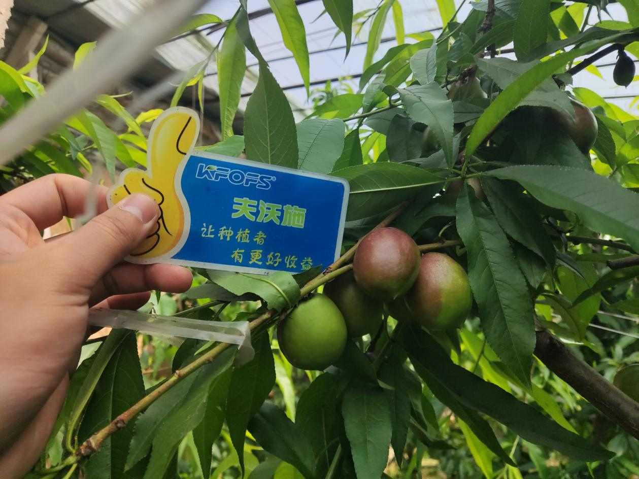 桃樹施什么肥料？劉大哥告訴你