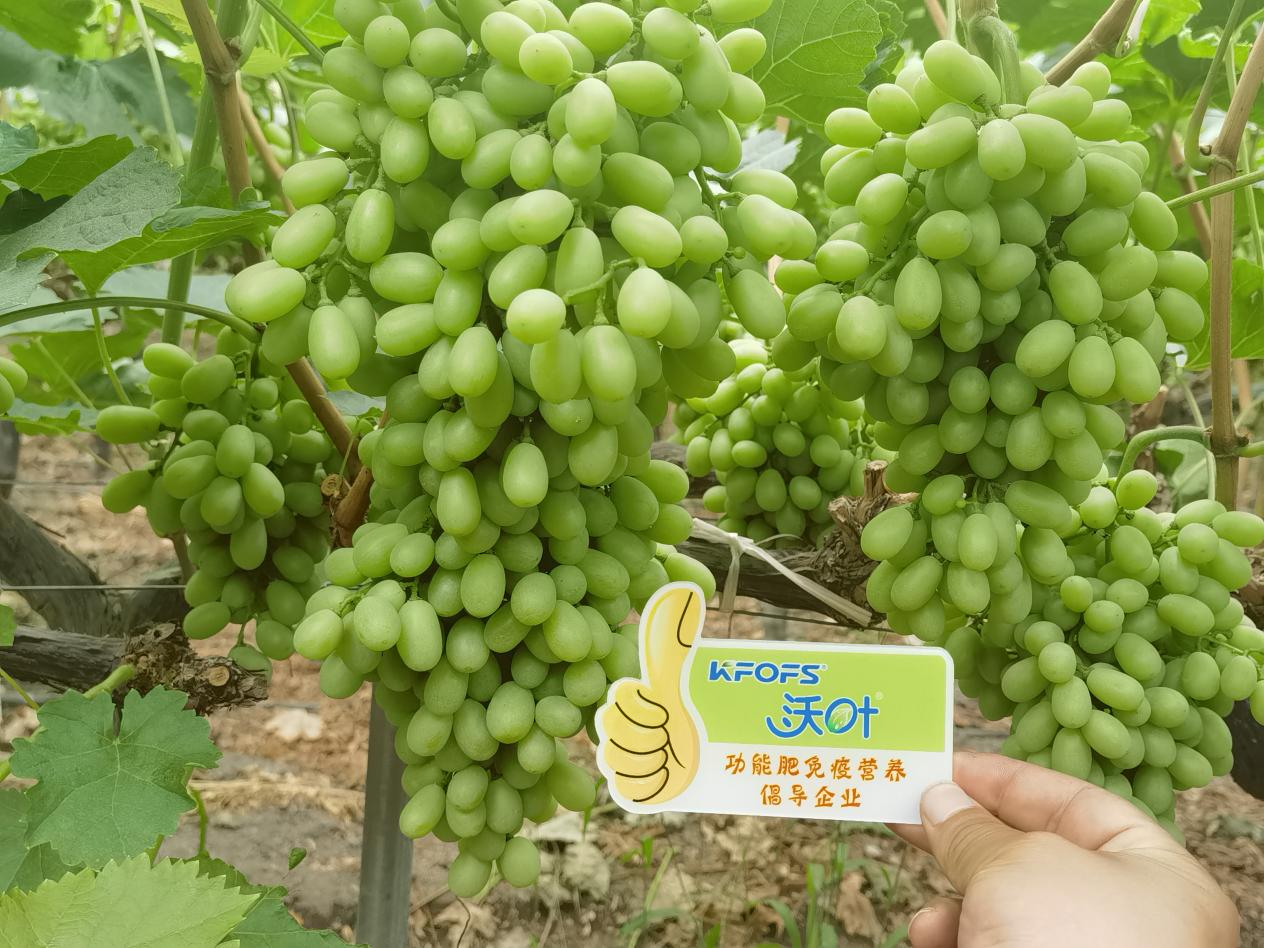 葉面肥怎么選？看李大哥怎么說