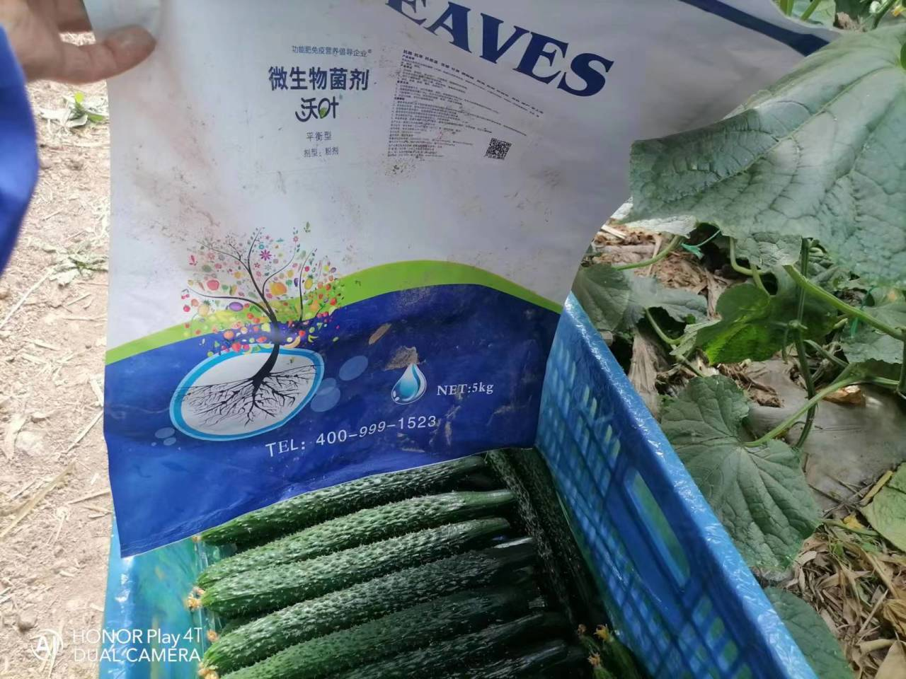 微生物菌劑用多了會(huì)燒根嗎？