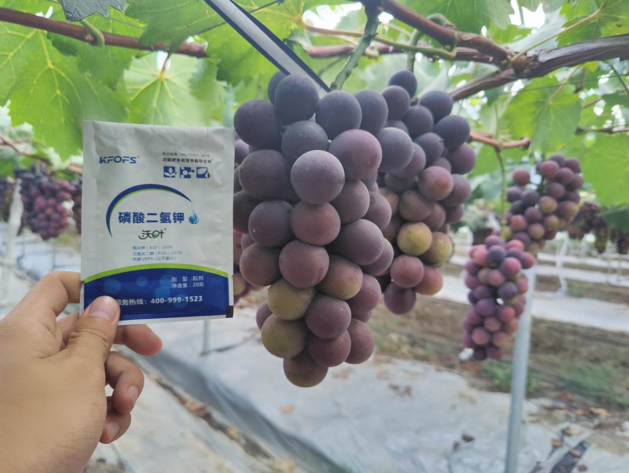 磷酸二氫鉀不能錯(cuò)過(guò)的3個(gè)時(shí)期