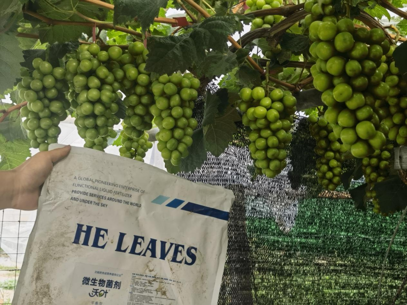 微生物菌劑的作用與功效-沃葉陽光玫瑰效果.png