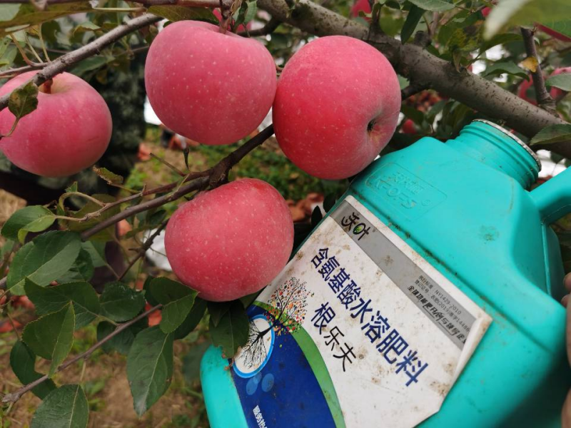 生根劑哪個(gè)牌子好-蘋果用沃葉根樂夫效果.png