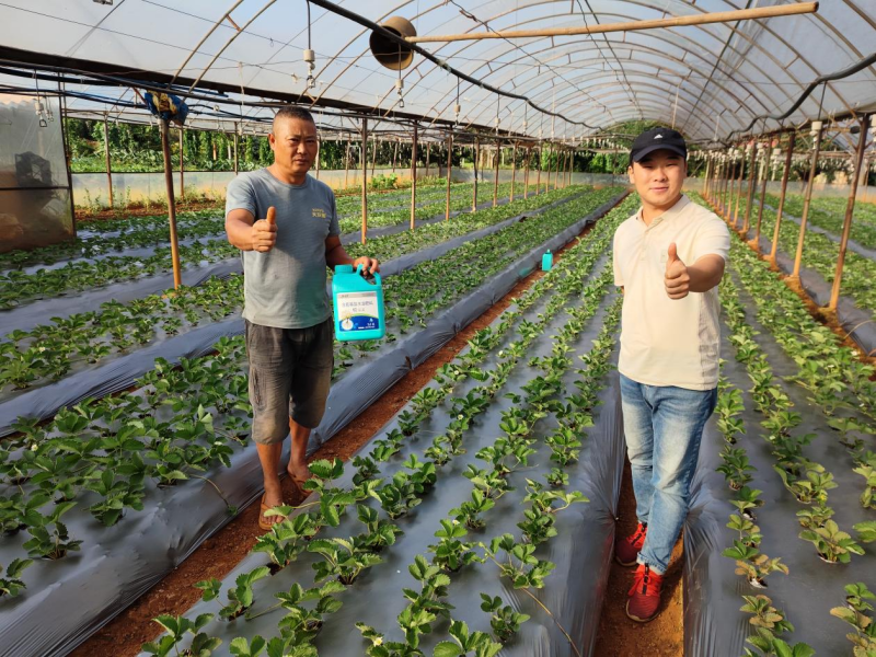 草莓施肥用什么肥料好-沃葉根樂(lè)夫.png