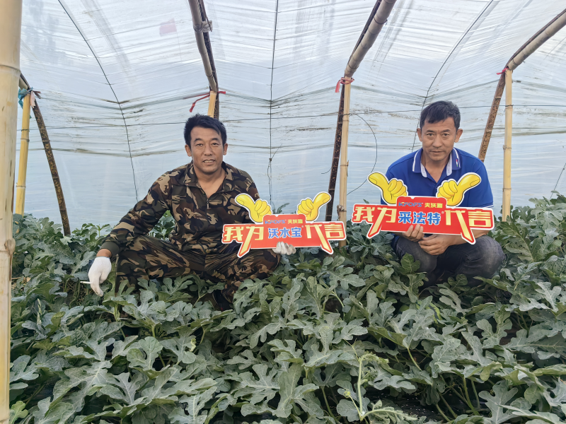微生物菌劑的作用與功效-采法特西瓜用戶見證.png