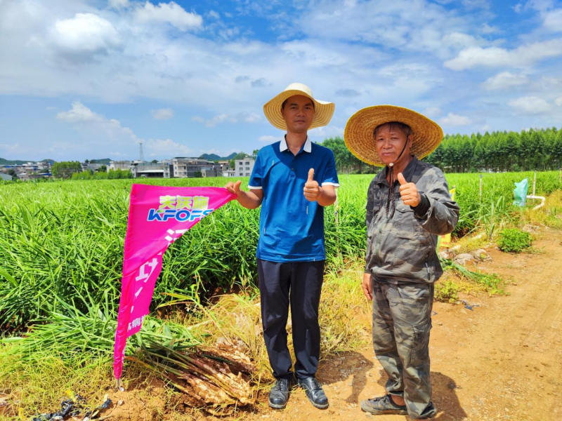 魚(yú)蛋白水溶肥-廣西大姜用戶見(jiàn)證.png