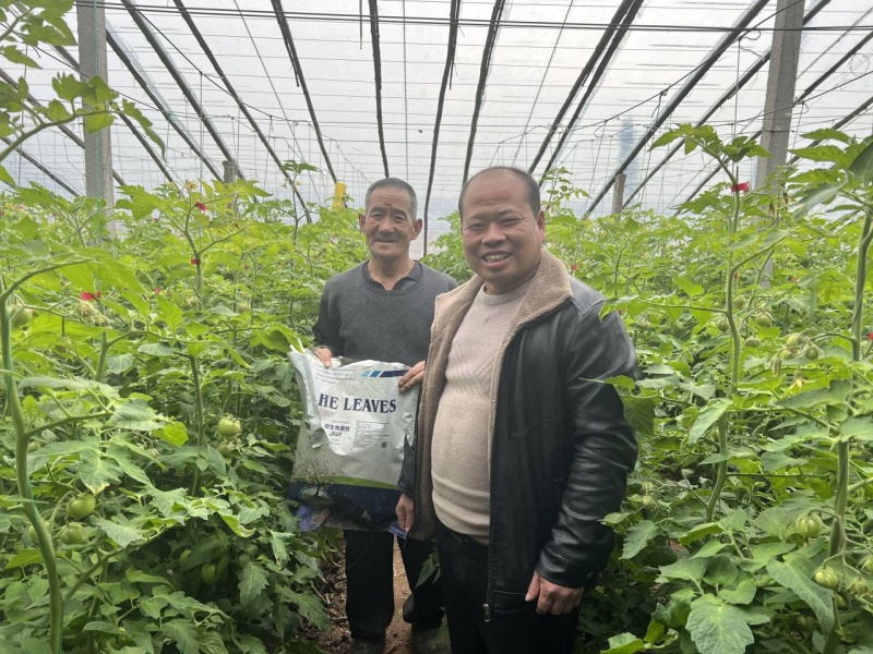 西紅柿怎么施肥？